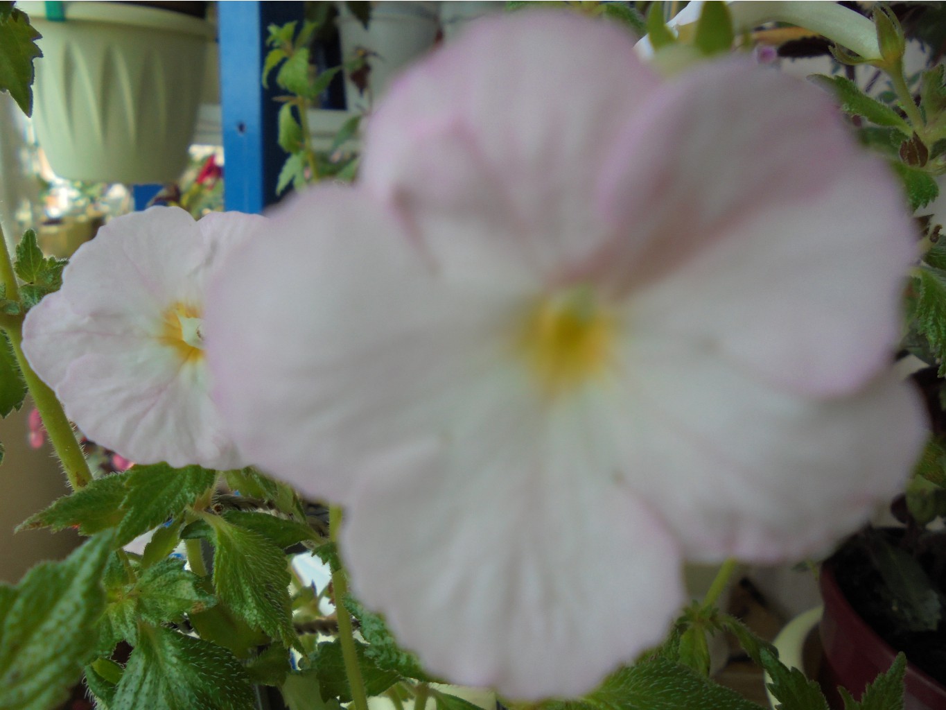 DSC01331.JPG