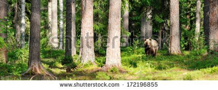 Stock-photo-brown-bear-in-forest-panorama-172196855.jpg