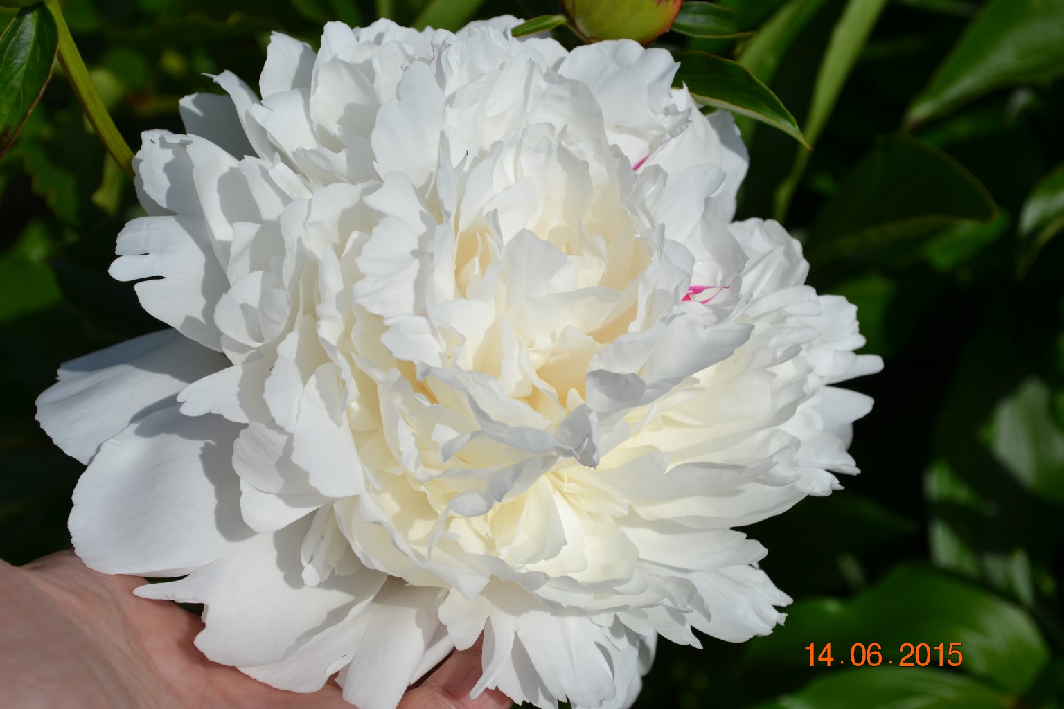 DSC 0611.JPG