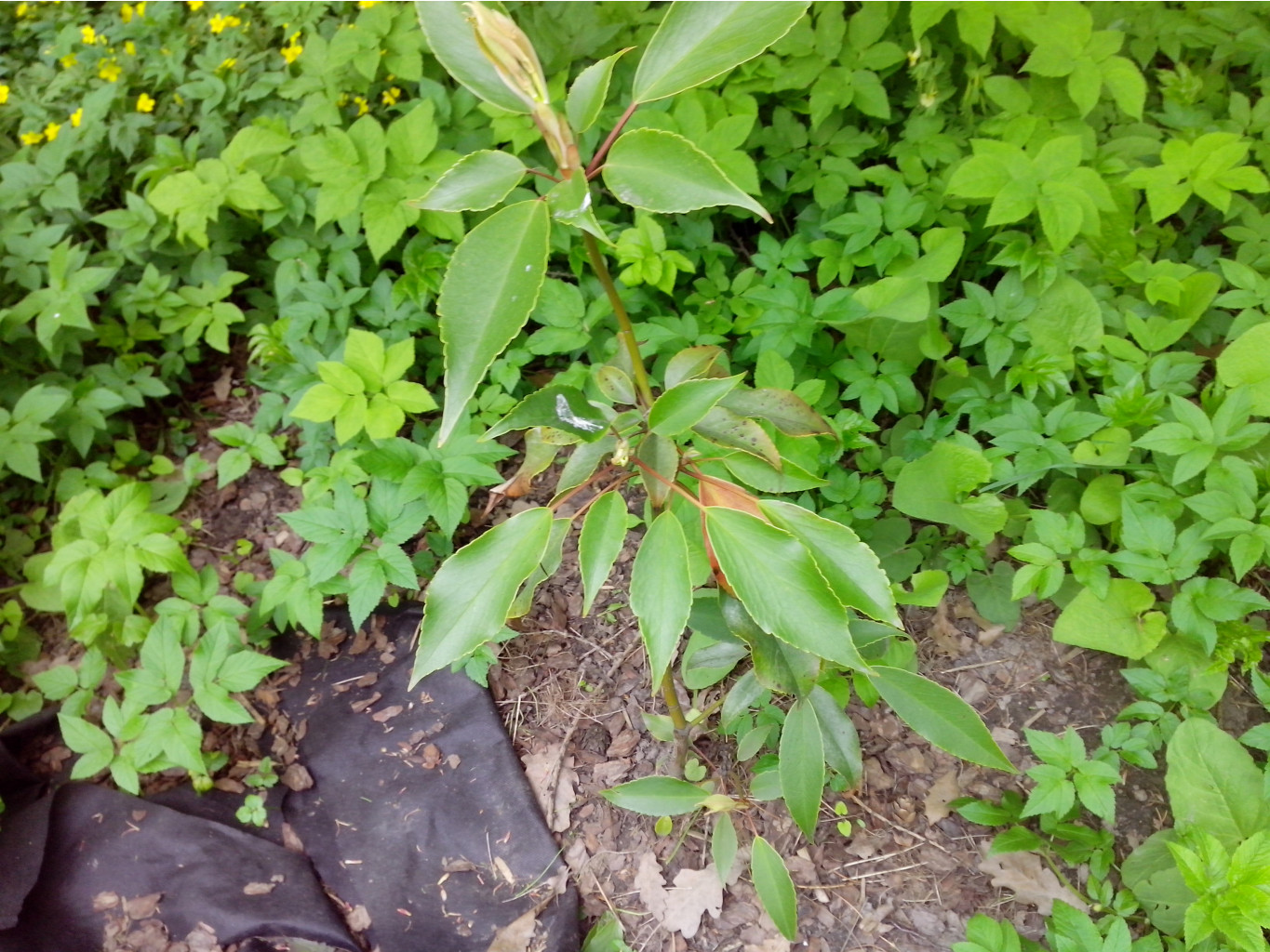 IMG 20150517 150950.jpg