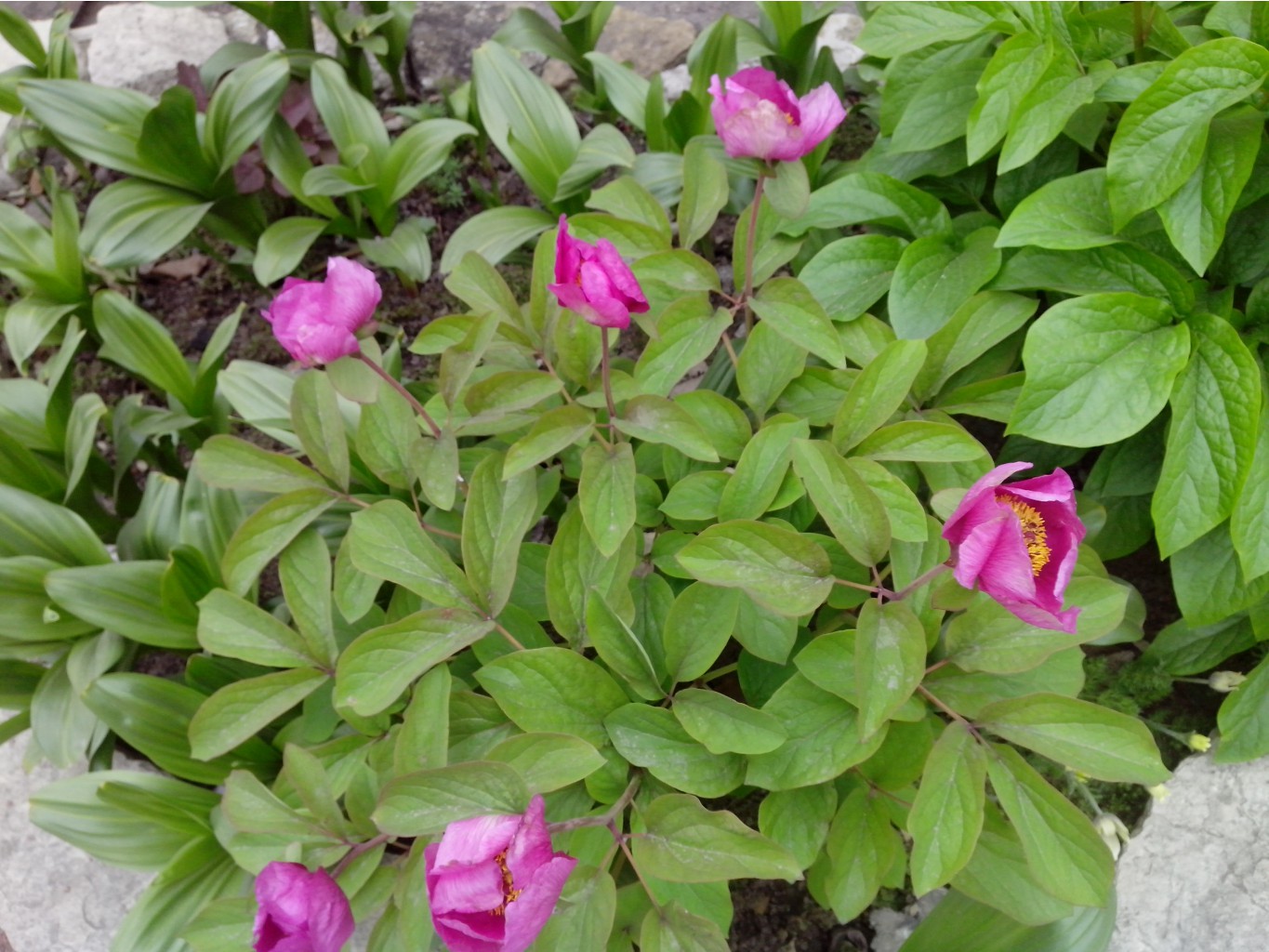 IMG 20150517 141813.jpg