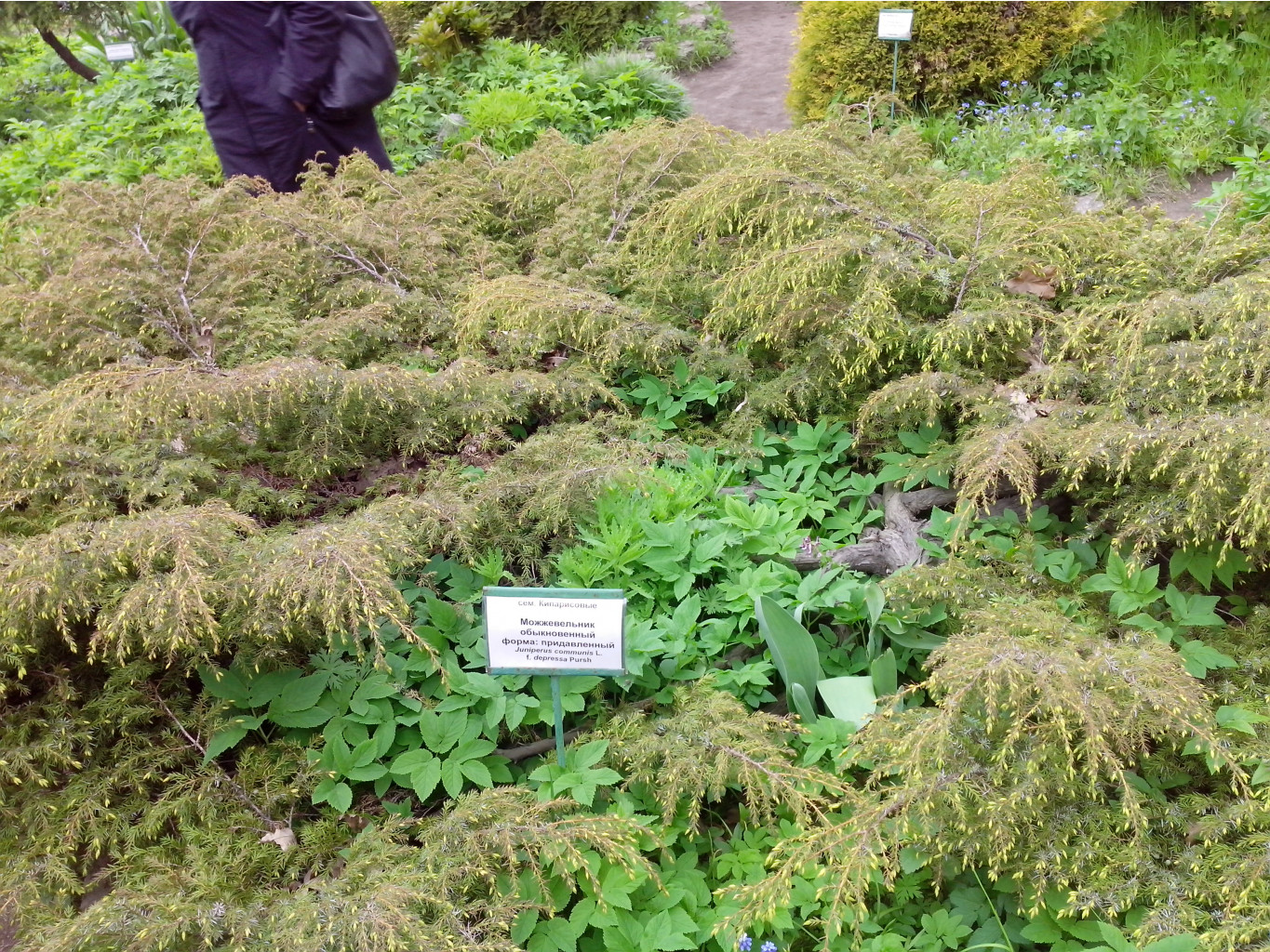 IMG 20150517 135653.jpg