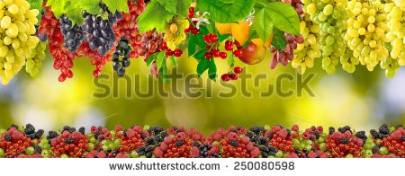 Stock-photo-image-of-many-fruits-closeup-250080598.jpg