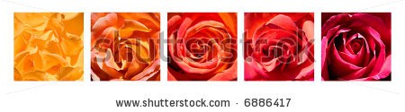 Stock-photo-a-grouping-of-five-rose-close-up-images-arranged-by-color-6886417.jpg