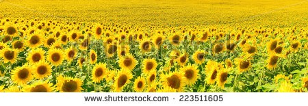 Stock-photo-sunflower-panorama-223511605.jpg