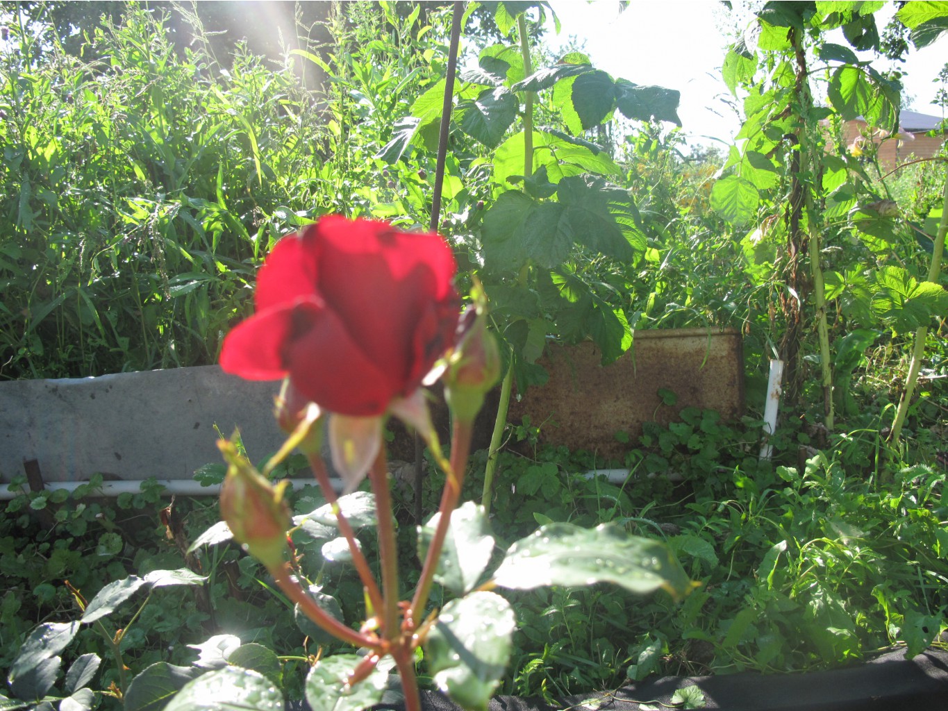 IMG 2882.JPG