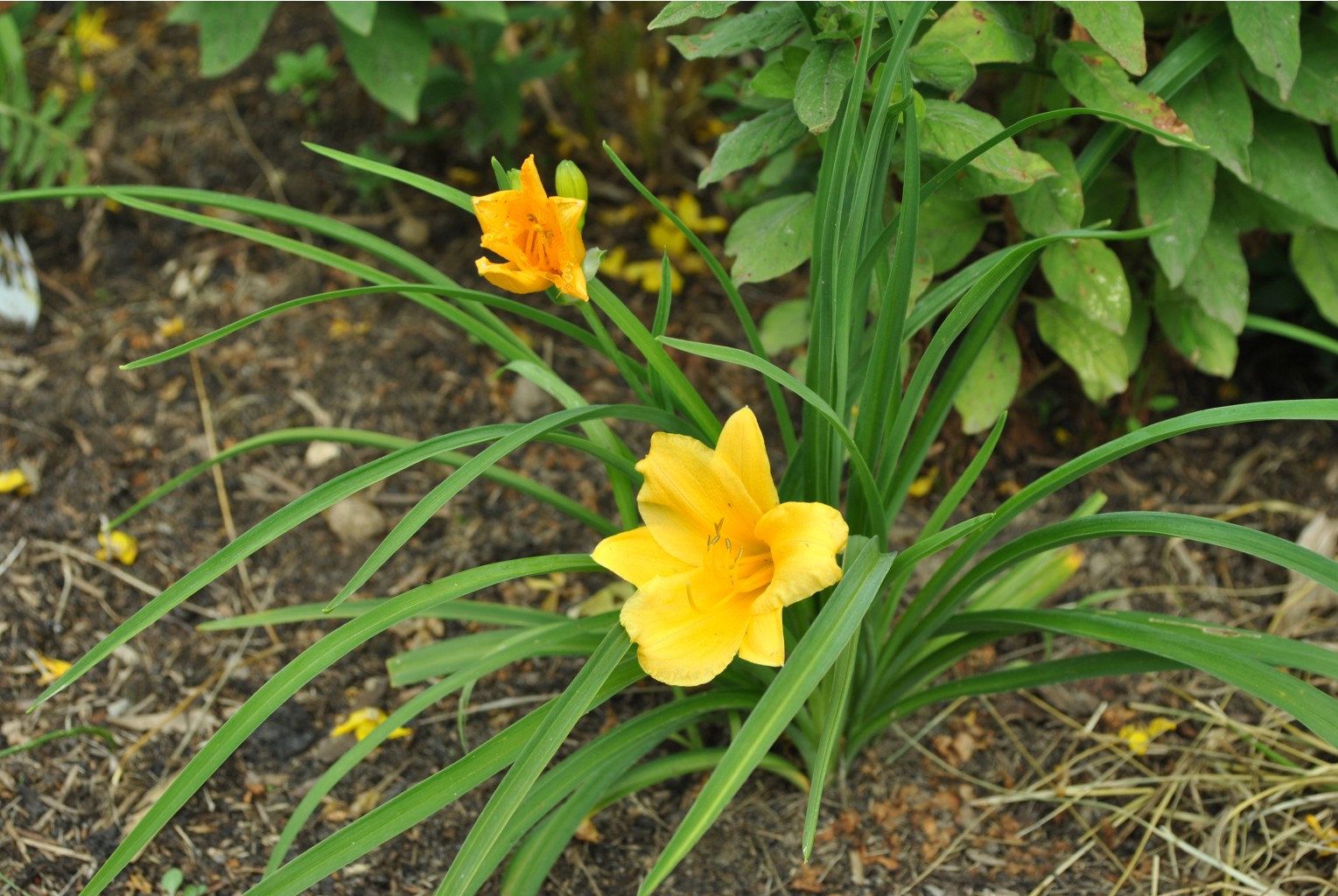 DSC 0598.JPG