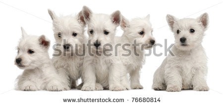 Stock-photo-five-west-highland-terrier-puppies-weeks-old-in-front-of-white-background-76680814.jpg