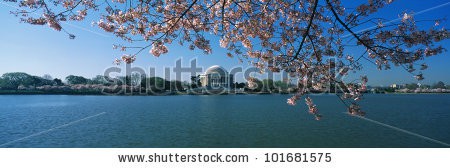 Stock-photo-this-is-the-jefferson-memorial-with-cherry-blossoms-bordering-the-top-of-the-frame-the-tidal-basin-101681575.jpg