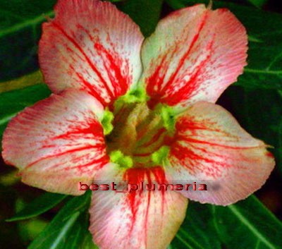 Adenium obesum vanessa.jpg