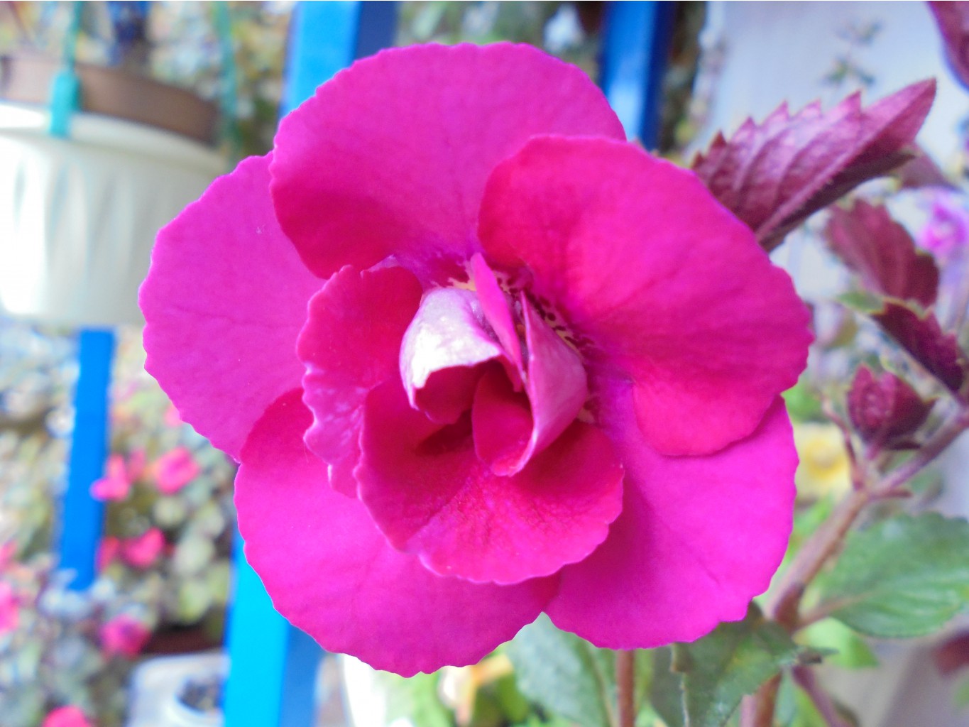 DSC01411.JPG