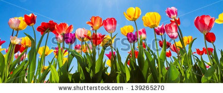 Stock-photo-colorful-tulips-139265270.jpg