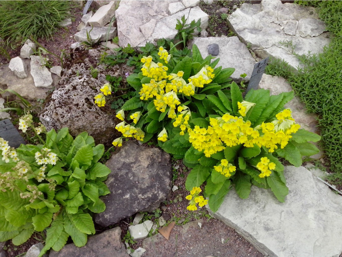 IMG 20150517 141925.jpg