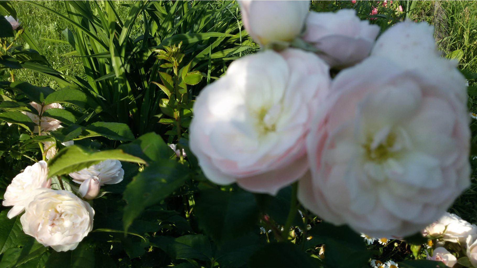  Bouquet Parfait (Lens, 1997, ) 2015