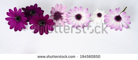 Stock-photo-white-and-purple-daisies-panorama-194560850.jpg