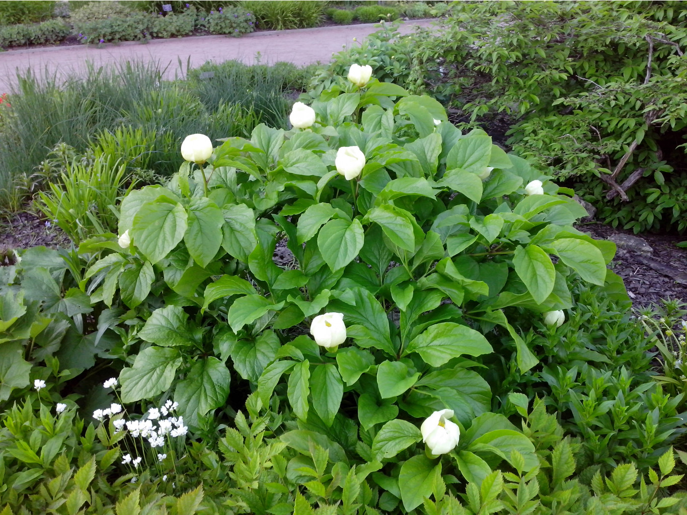 IMG 20150524 190331.jpg