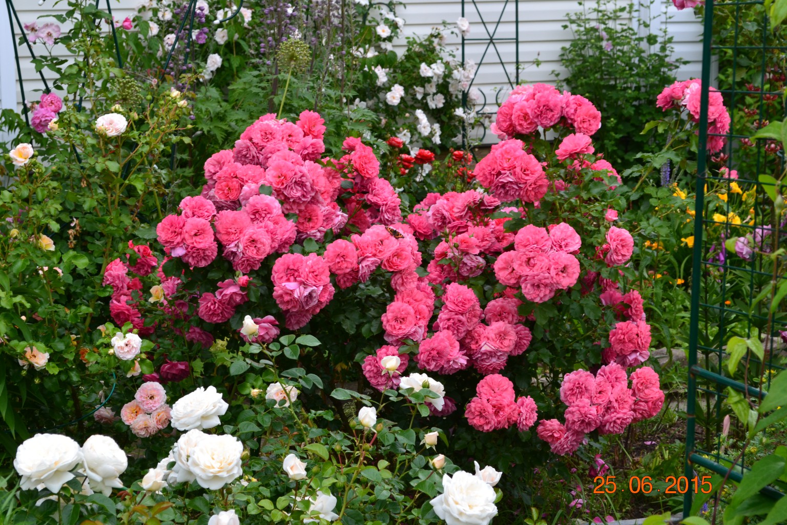 Rosarium Uetersen