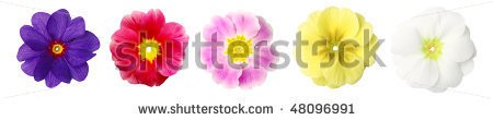 Stock-photo-five-primroses-in-a-row-isolated-over-white-48096991.jpg