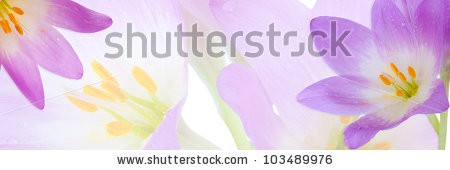 Stock-photo-beautiful-violet-flower-103489976.jpg