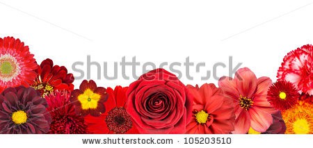 Stock-photo-selection-of-various-red-flowers-at-bottom-row-isolated-on-white-background-set-of-dahlia-gerber-105203510.jpg