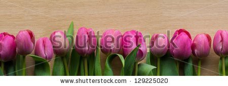 Stock-photo-purple-tulips-panorama-129225020.jpg