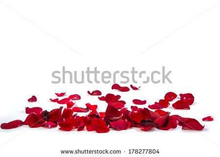 Stock-photo-random-rose-petals-against-white-background-great-for-presentations-forms-and-ad-print-178277804.jpg