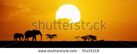 Stock-photo-elephants-silhouetted-at-sunset-on-horizon-70435318.jpg