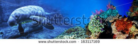 Stock-photo-cow-fish-underwater-world-panorama-163117169.jpg