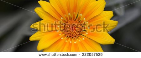 Stock-photo-yellow-daisy-panorama-222057529.jpg