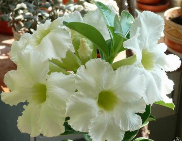 Adenium Asian Star.jpg