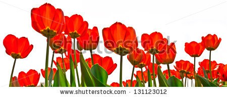 Stock-photo-red-tulips-on-a-white-background-panorama-spring-landscape-131123012.jpg