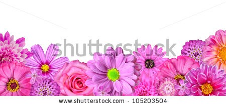 Stock-photo-selection-of-various-pink-white-flowers-at-bottom-row-isolated-on-white-nine-flowers-daisy-105203504.jpg