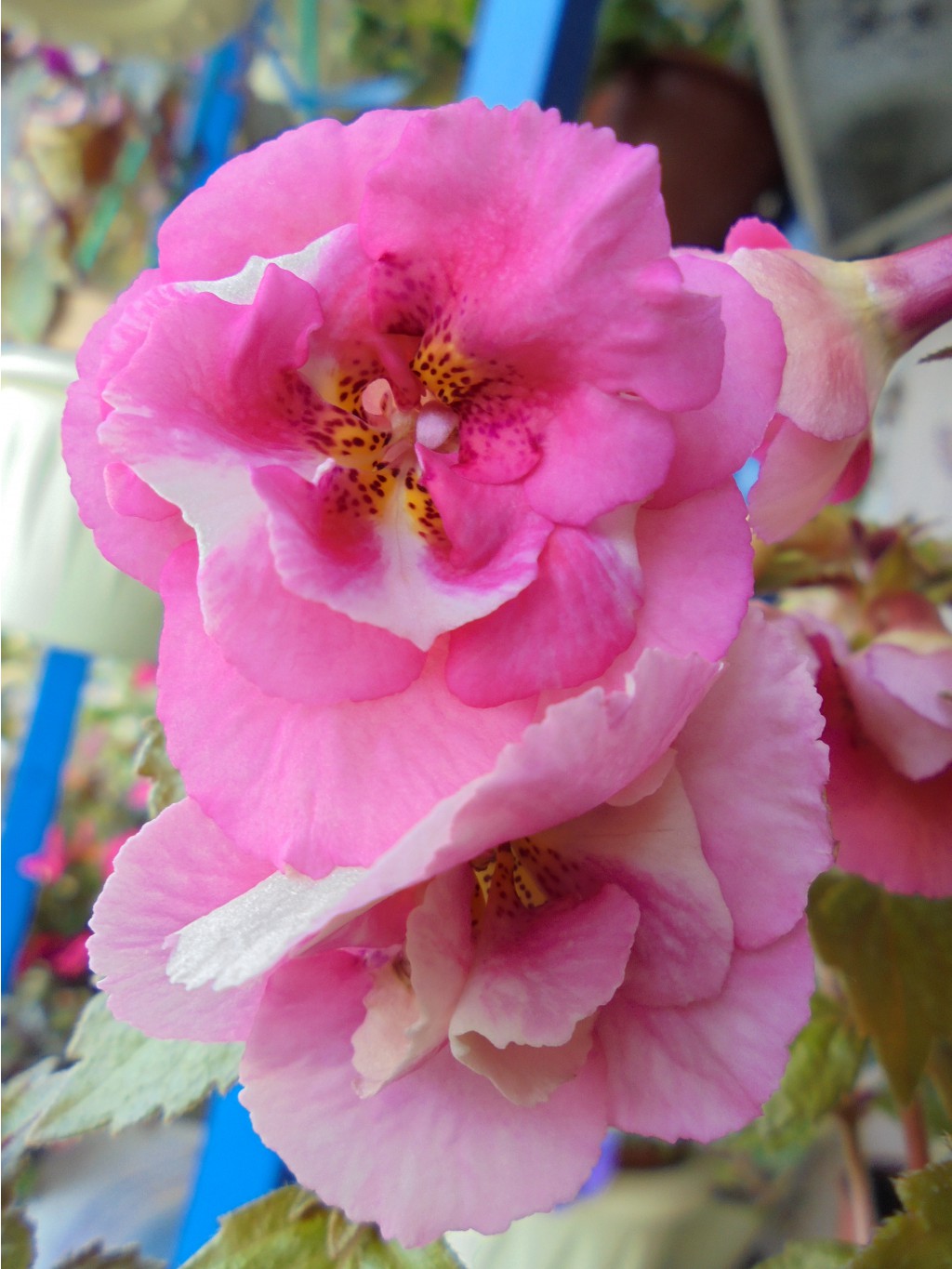 DSC01479.JPG
