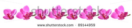 Stock-photo-lilac-orchid-in-a-row-isolated-89144959.jpg