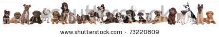 Stock-photo--puppy-dogs-in-a-row-in-front-of-a-white-background-73220809.jpg