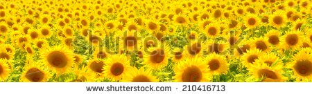 Stock-photo-sunflower-field-210416713.jpg