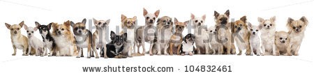 Stock-photo-group-of-chihuahuas-sitting-against-white-background-104832461.jpg