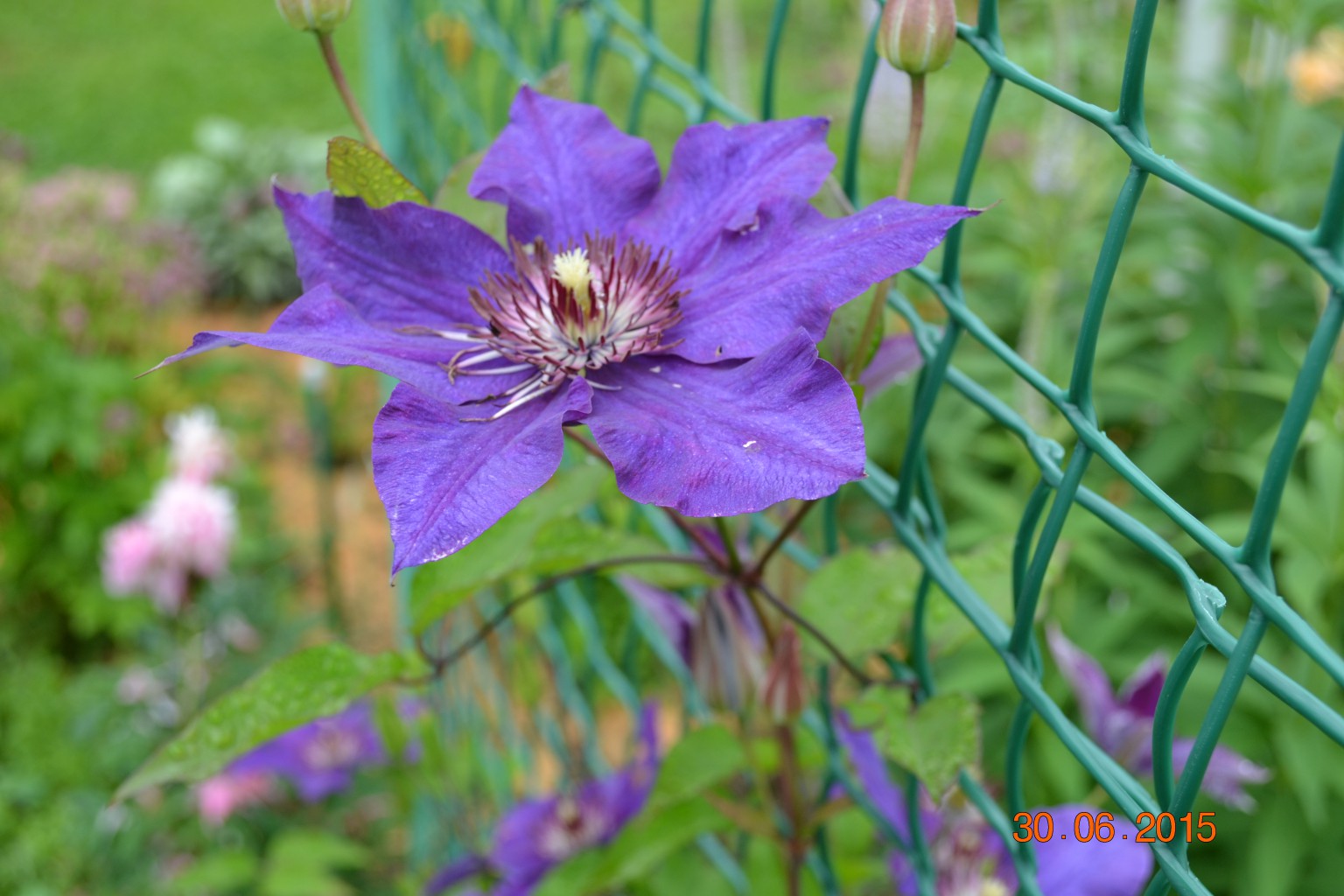 DSC 0990.JPG