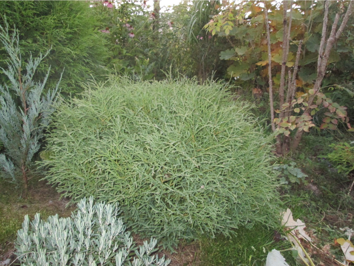IMG 3498.JPG