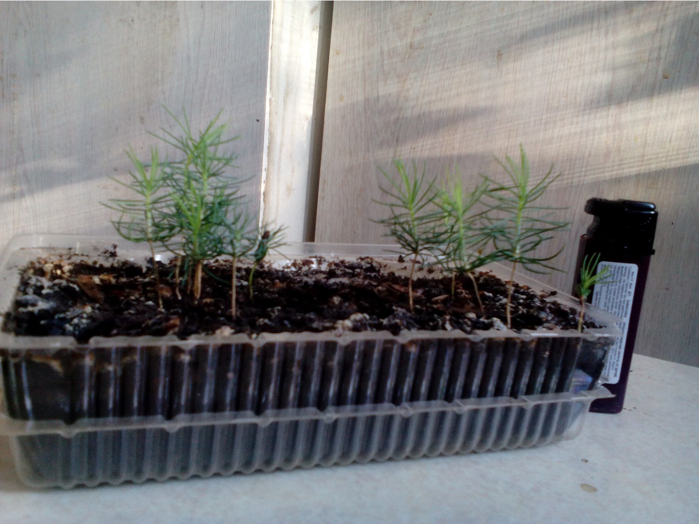 IMG 20150728 180206.jpg