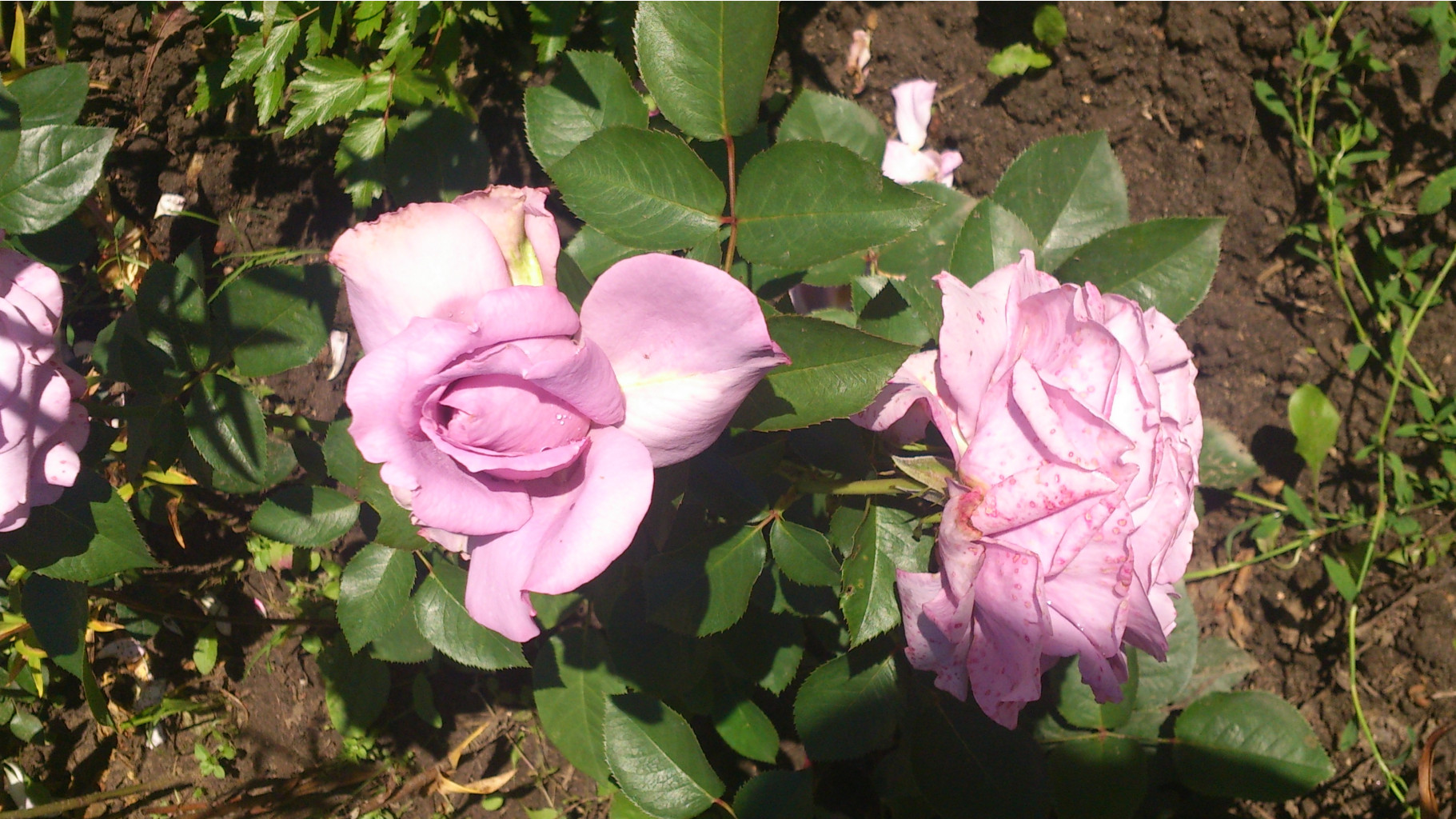 DSC 0334.JPG