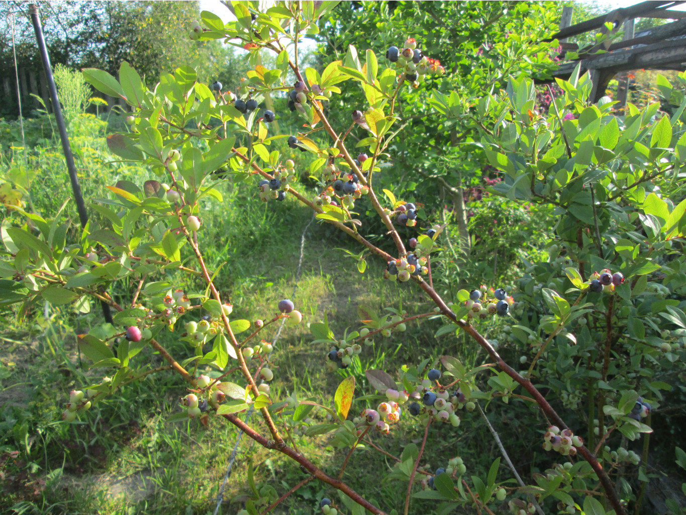 IMG 3440.JPG