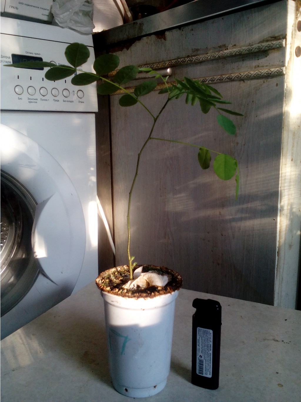 IMG 20150728 180749.jpg