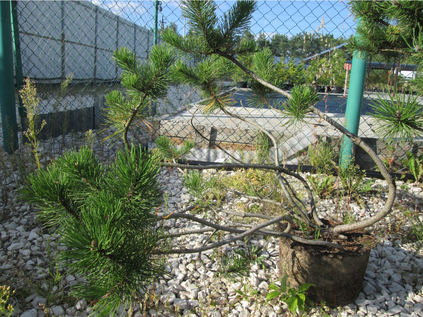 IMG 3487.JPG