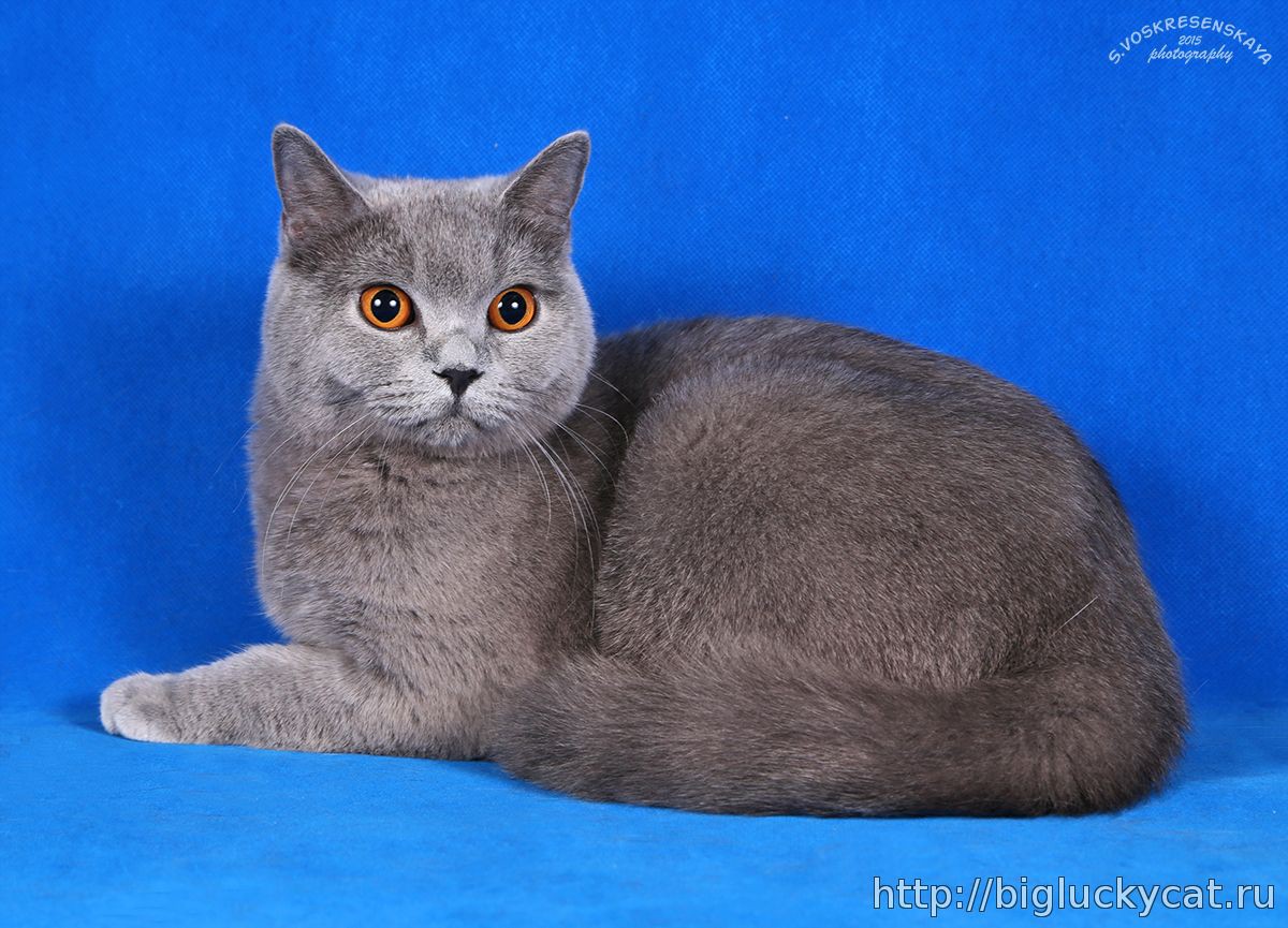 Ch. BISCUIT CAT`S MEDUNITSA