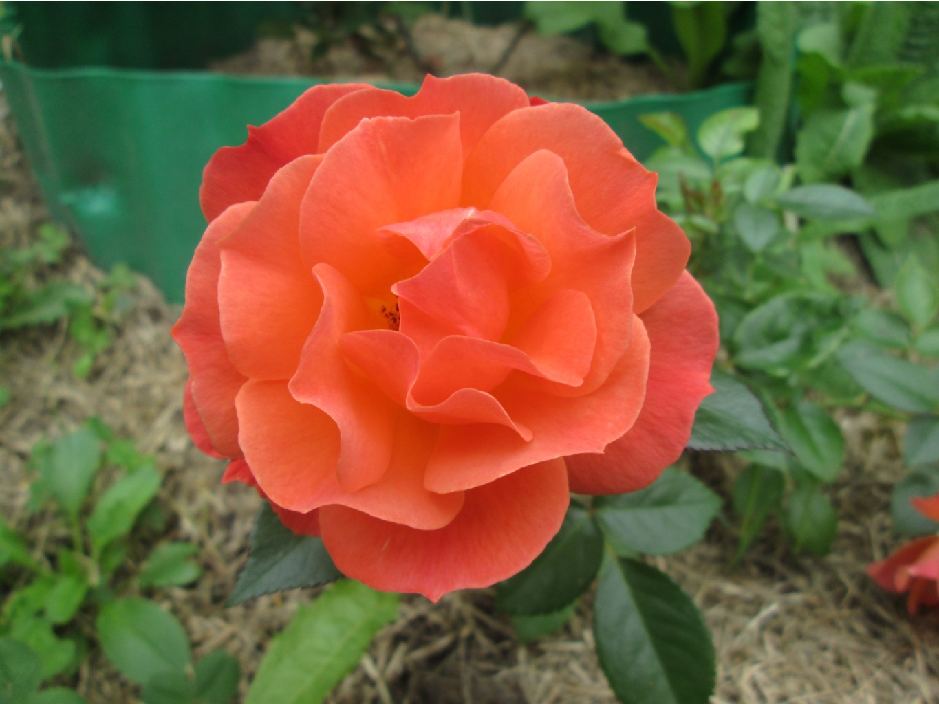 IMG 3494.JPG