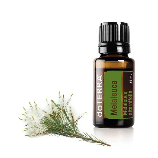   Melaleuca Essential Oil