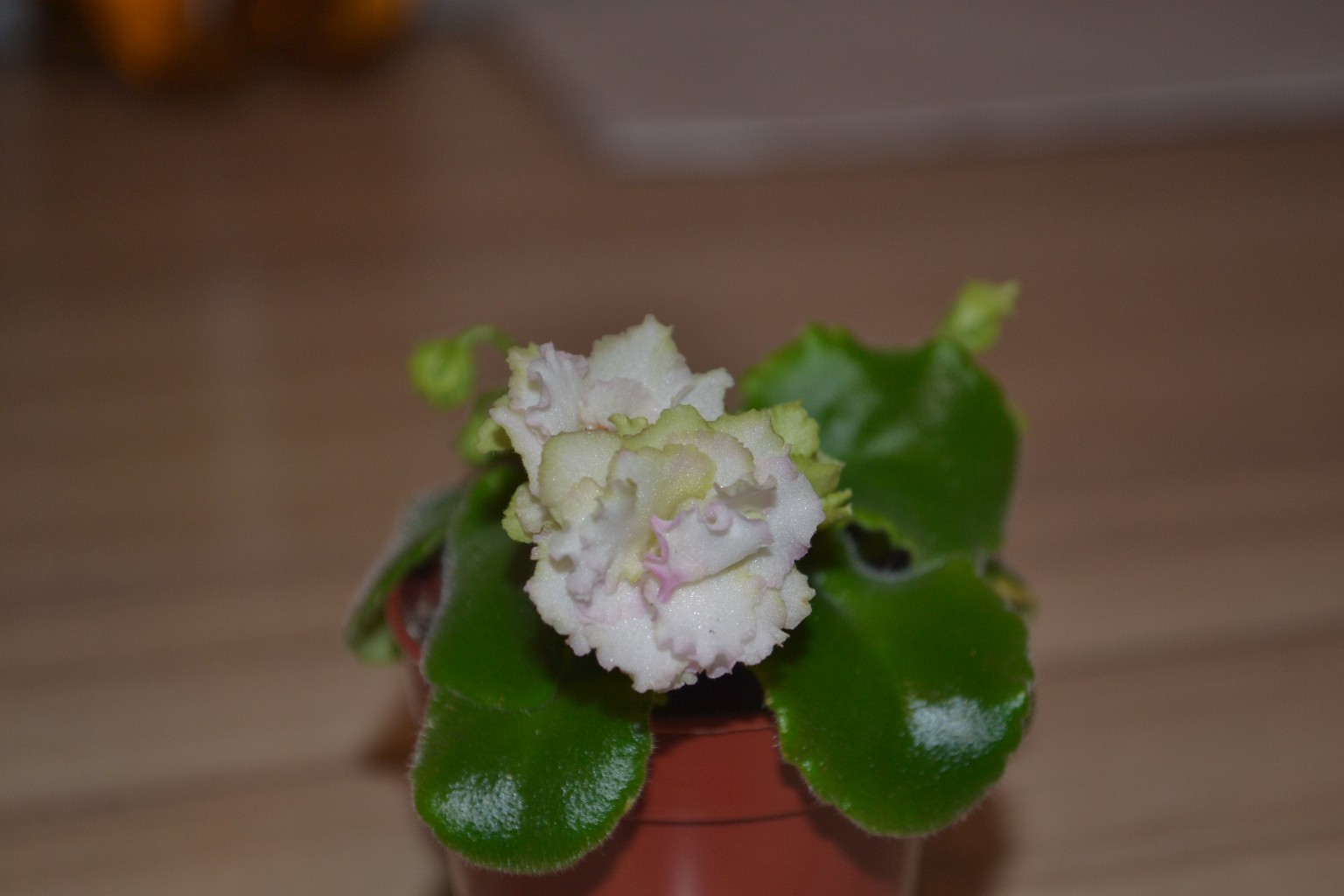 DSC 0303.JPG