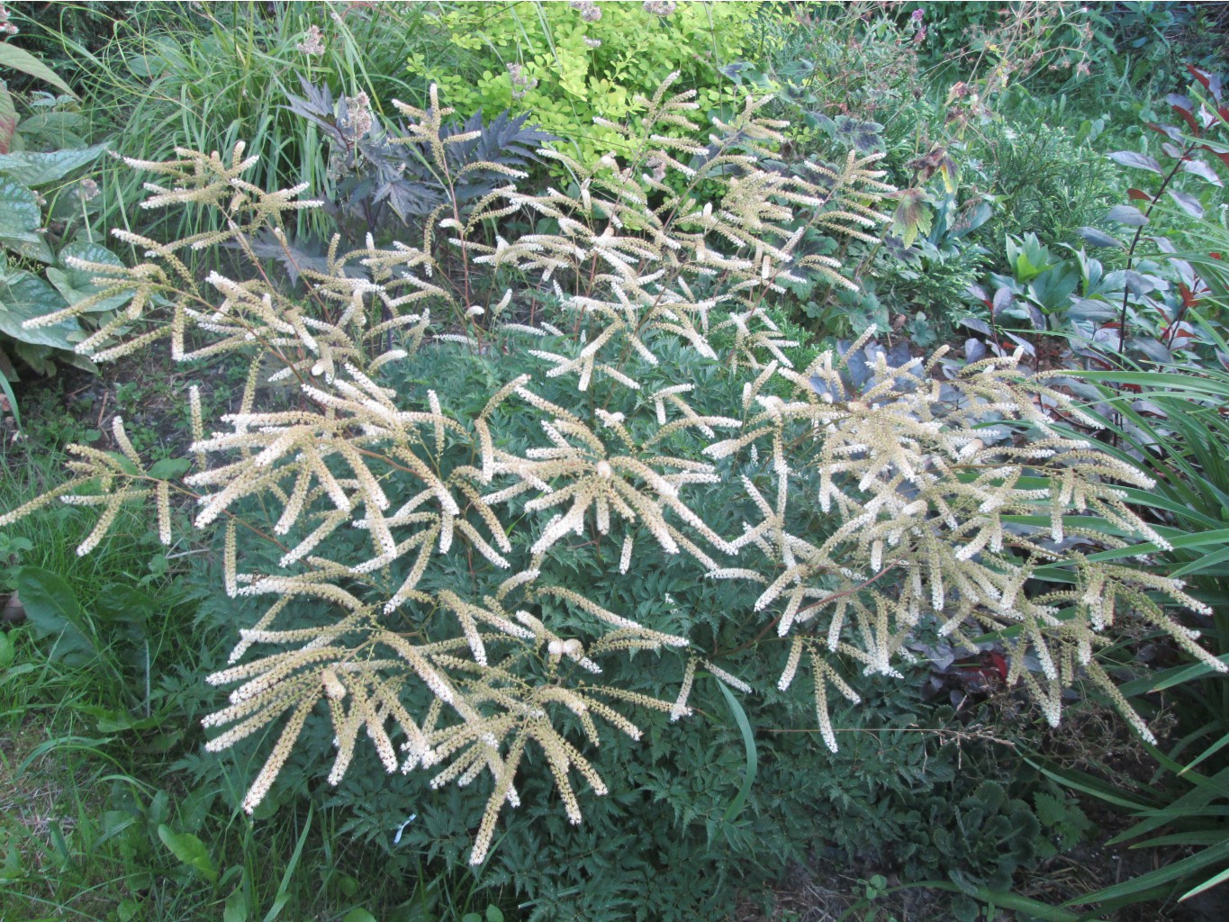 IMG 3379.JPG