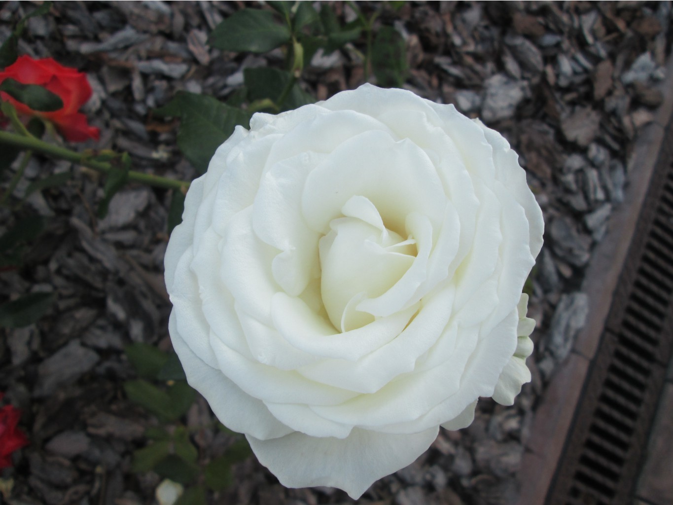 IMG 3514.JPG